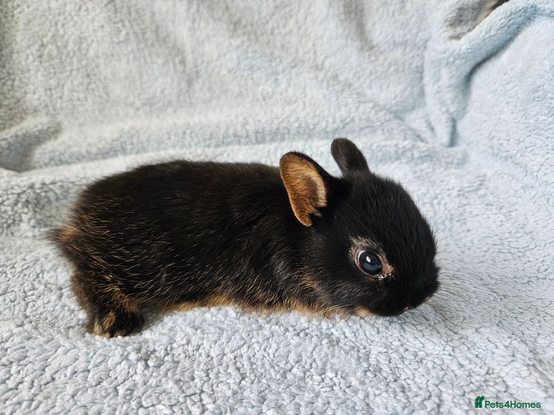 Netherland Dwarf rabbits for sale: Netherland dwarf bunnies  - Image 14