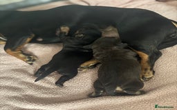 Mixed Breed dogs for sale: French weiner puppies - Image 14