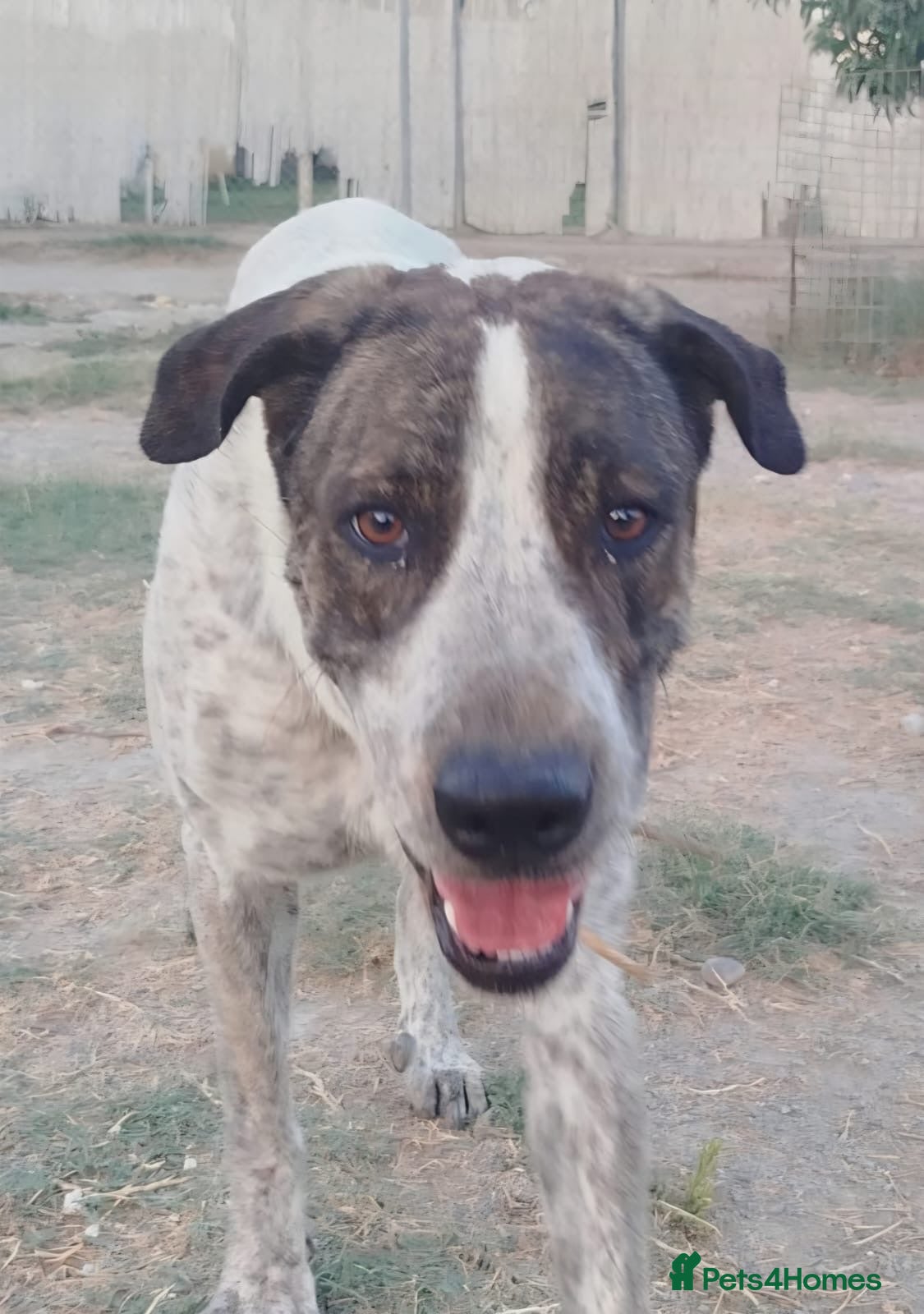 Mixed Breed dogs Please Don’t Pass Lola ❤️  - Advert 8