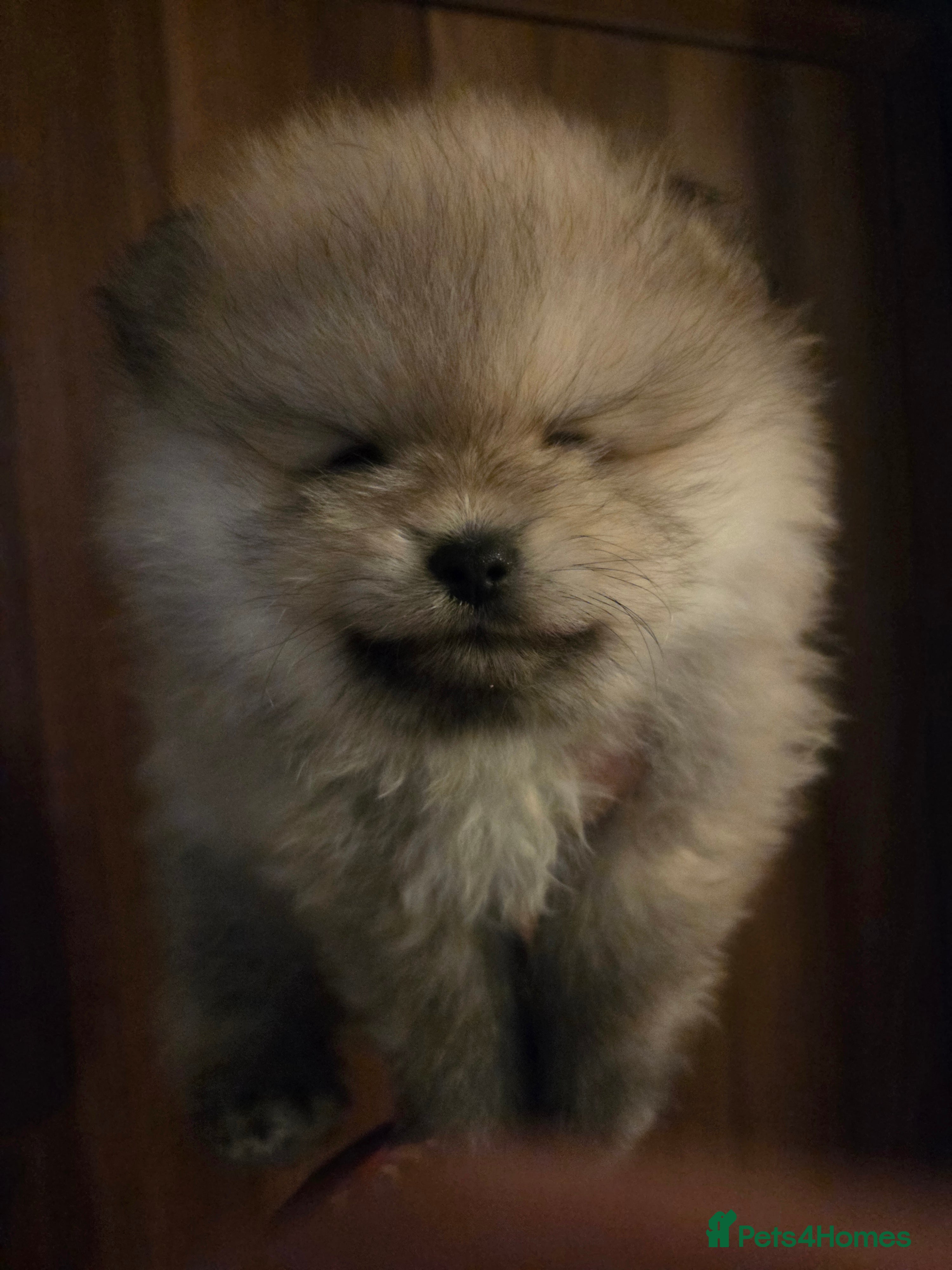 Pomeranian dogs Beautiful KC cream sable boy- champion bloodlines - Advert 6