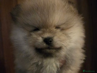 Pomeranian dogs Beautiful KC cream sable boy- champion bloodlines - Advert 9