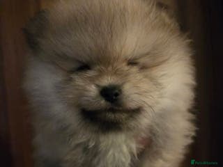 Pomeranian dogs Beautiful KC cream sable boy- champion bloodlines - Advert 5