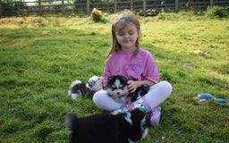 Pomsky dogs for sale: Genuine Toy Size Pomskies - Image 15