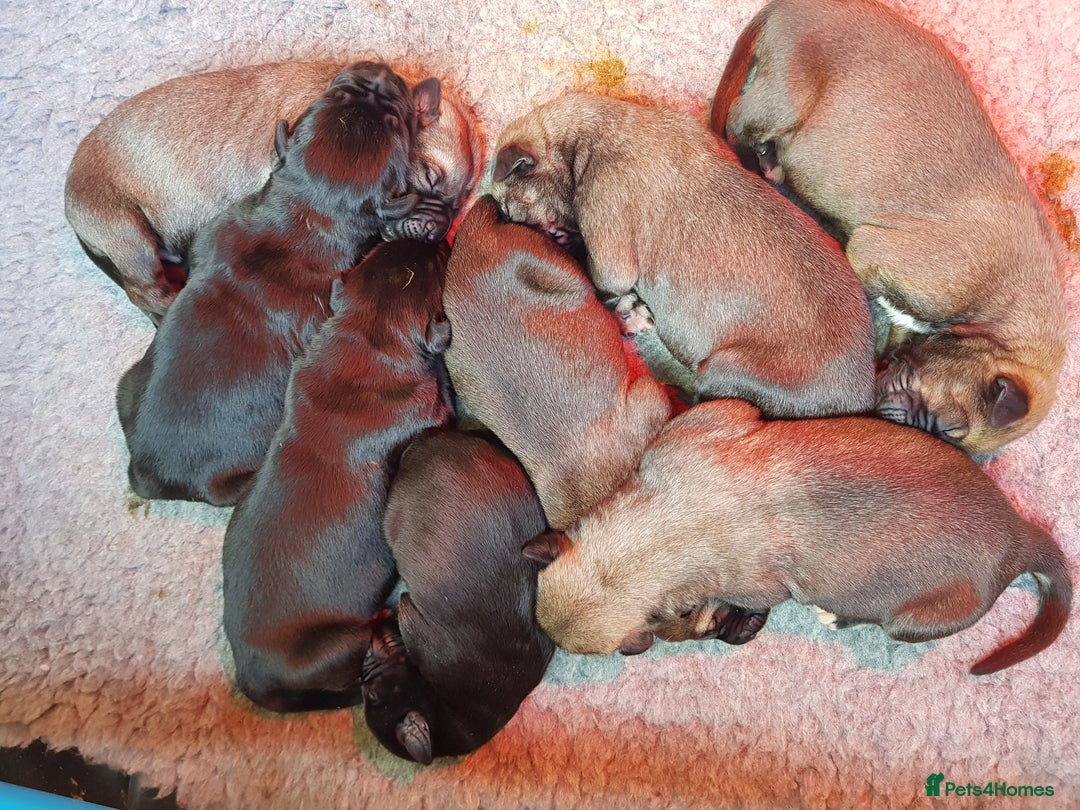 Irish Wolfhound dogs for sale: Exquisit KC registered Irish Wolfhound litter - Advert 3