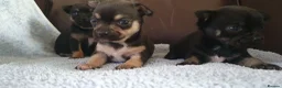 Chihuahua dogs for sale: Beautiful chihuahua puppies  - Advert 9