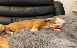 Mixed Breed dogs for sale: Old English bulldog puppy for sale. - Image 2