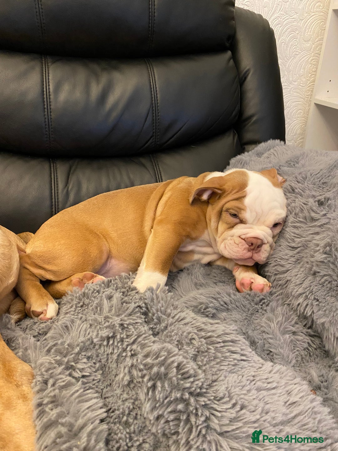Mixed Breed dogs for sale: Old English bulldog puppy for sale. - Image 2