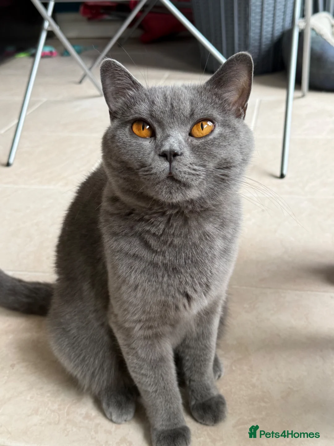 British Shorthair cats for sale: 🐾 Exceptional GCCF British Shorthair Kittens 🐾 - Advert 27