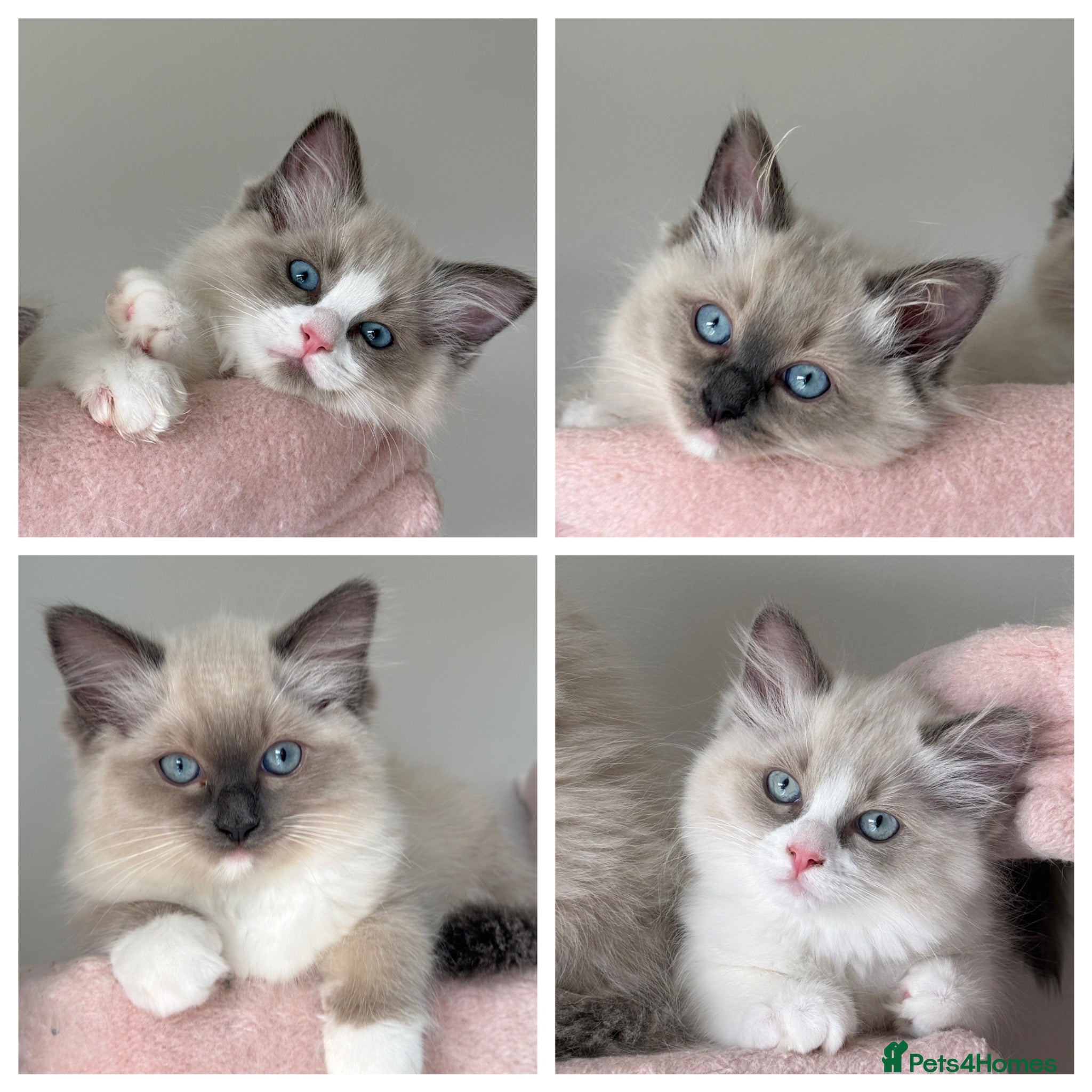 Ragdoll cats Pure bred European Ragdolls  - Advert 1