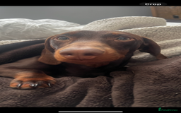 Dachshund dogs for stud: Doddie choc and tan dachshund - Image 8