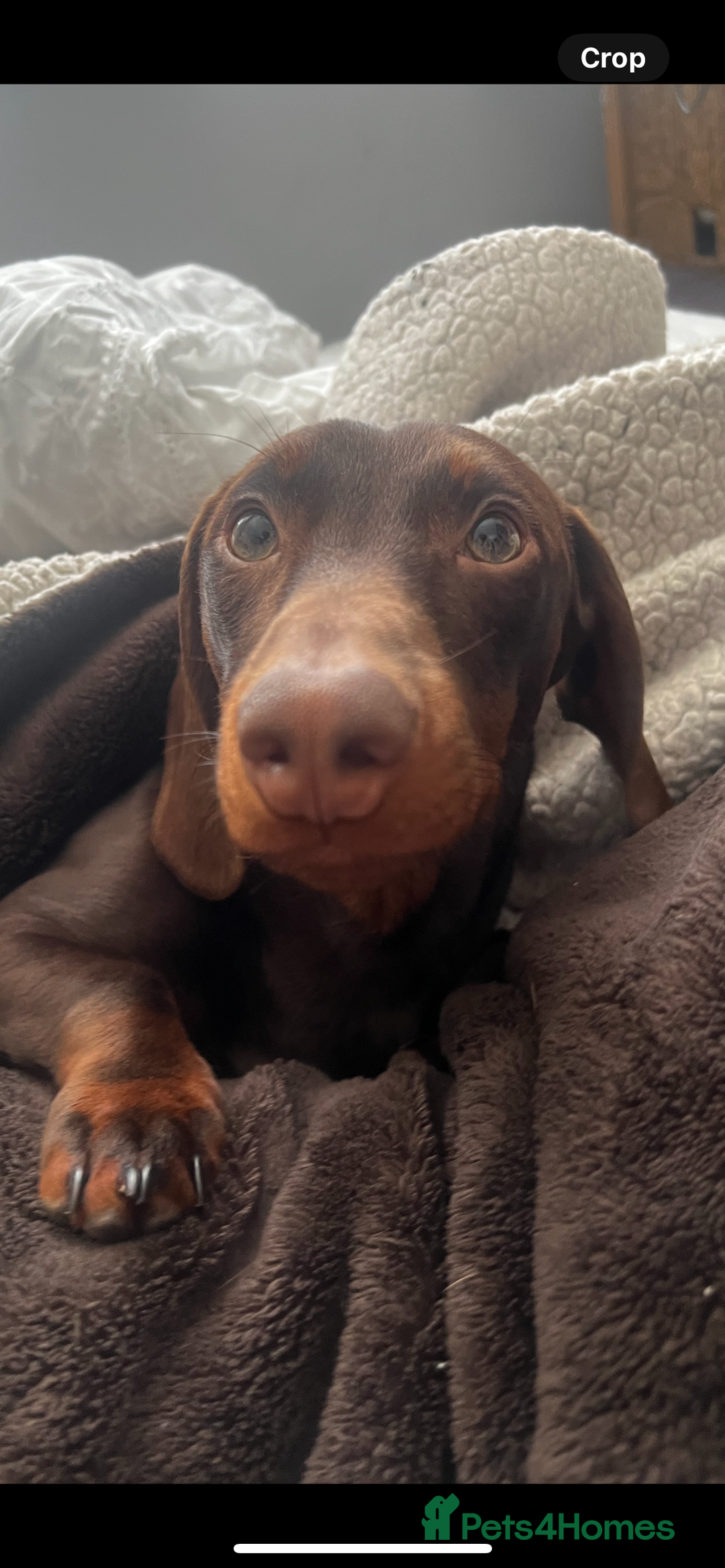 Dachshund dogs for stud: Doddie choc and tan dachshund - Image 8