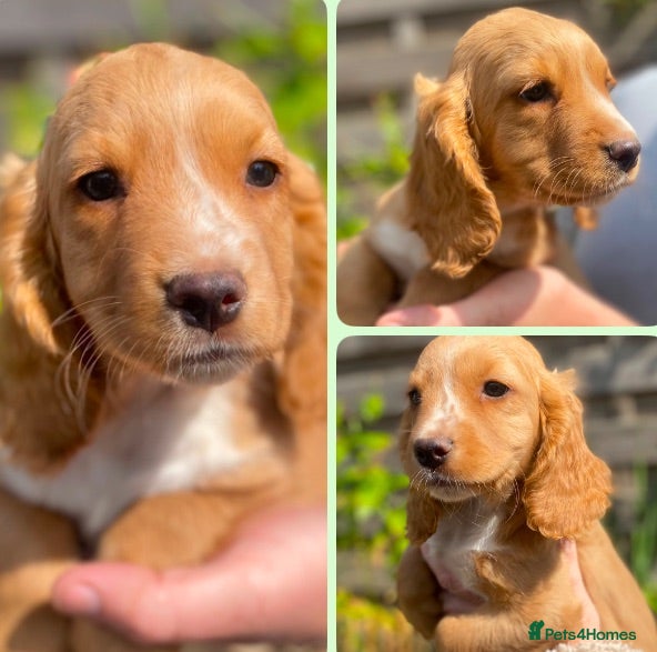 Cocker Spaniel dogs  Beautiful Working Cocker Spaniels Puppies - Advert 1