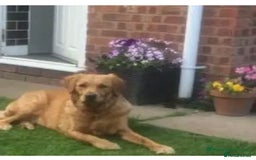 Golden Retriever dogs for sale: **True Gold** Pure Golden Retriever Puppies - Image 26