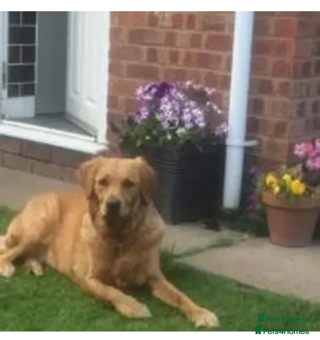 Golden Retriever dogs for sale: **True Gold** Pure Golden Retriever Puppies - Image 26