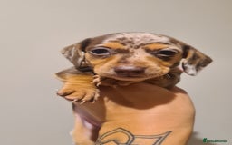 Miniature Dachshund dogs for sale: Smooth haired daxies available 3boys 3 girls - Image 4