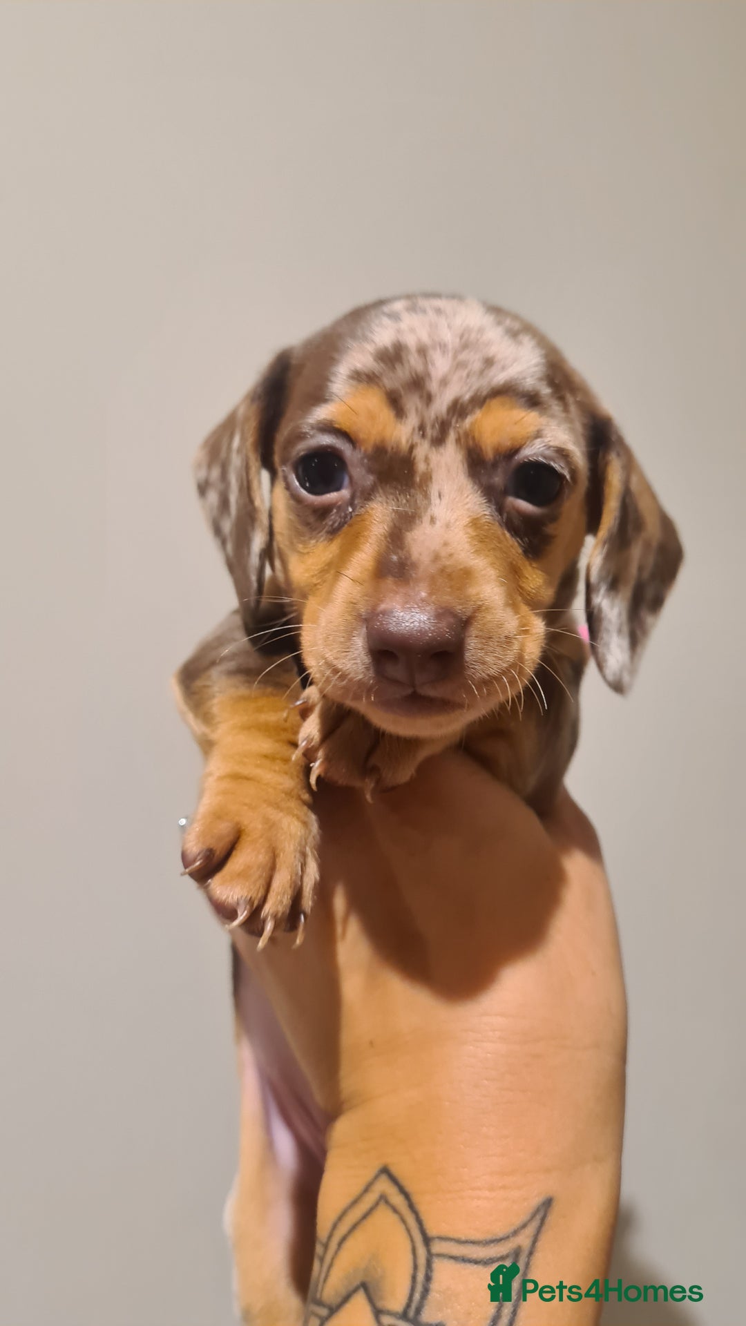 Miniature Dachshund dogs for sale: Smooth haired daxies available 3boys 3 girls - Image 4