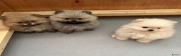 Pomeranian dogs for sale: KC Registered Pomeranian Puppies - Advert 4
