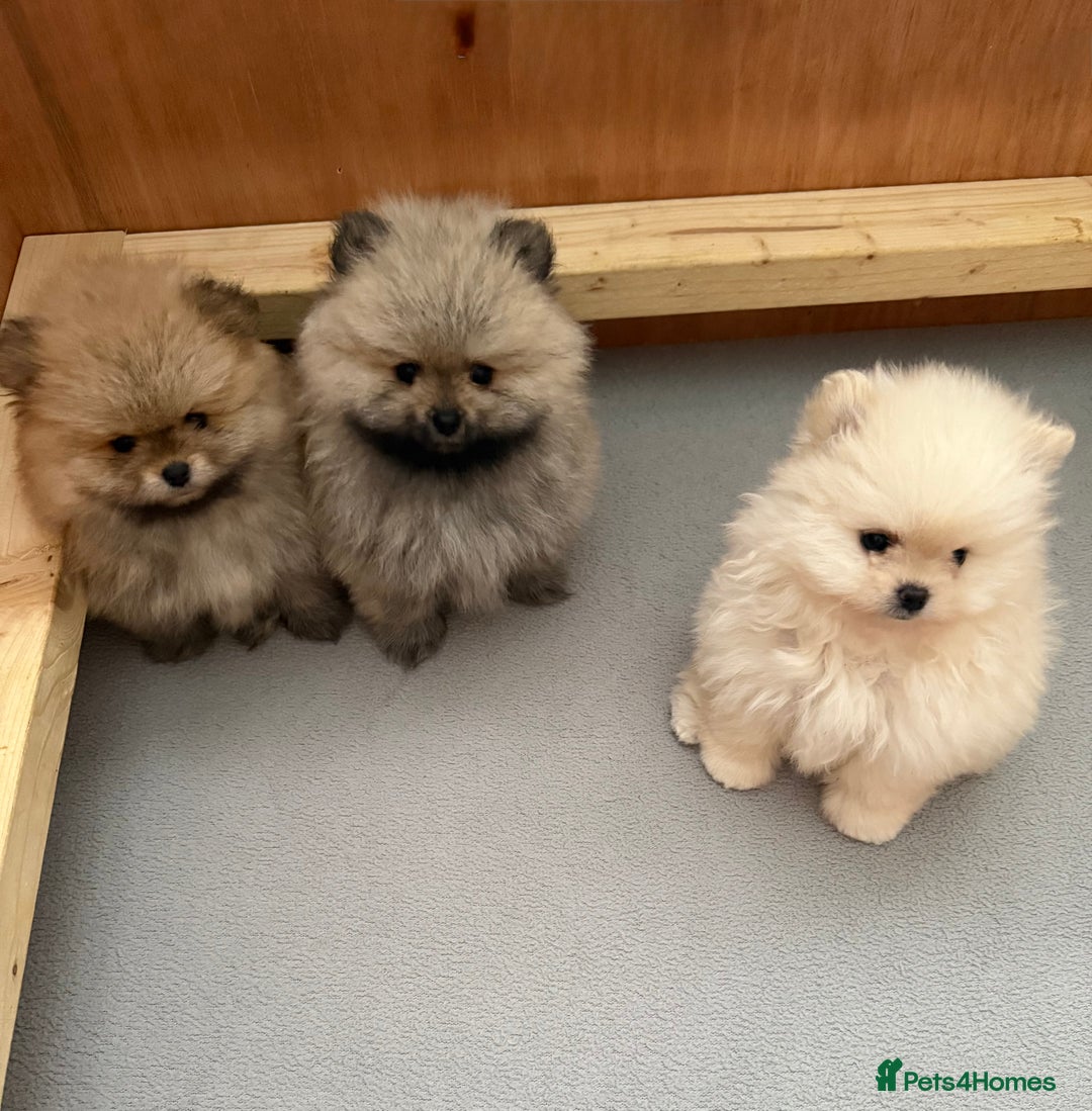 Pomeranian dogs for sale: KC Registered Pomeranian Puppies - Advert 4