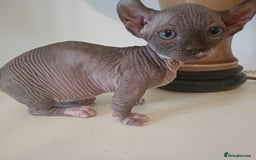 Dwelf cats for sale: STUNNING DWELF - Image 6