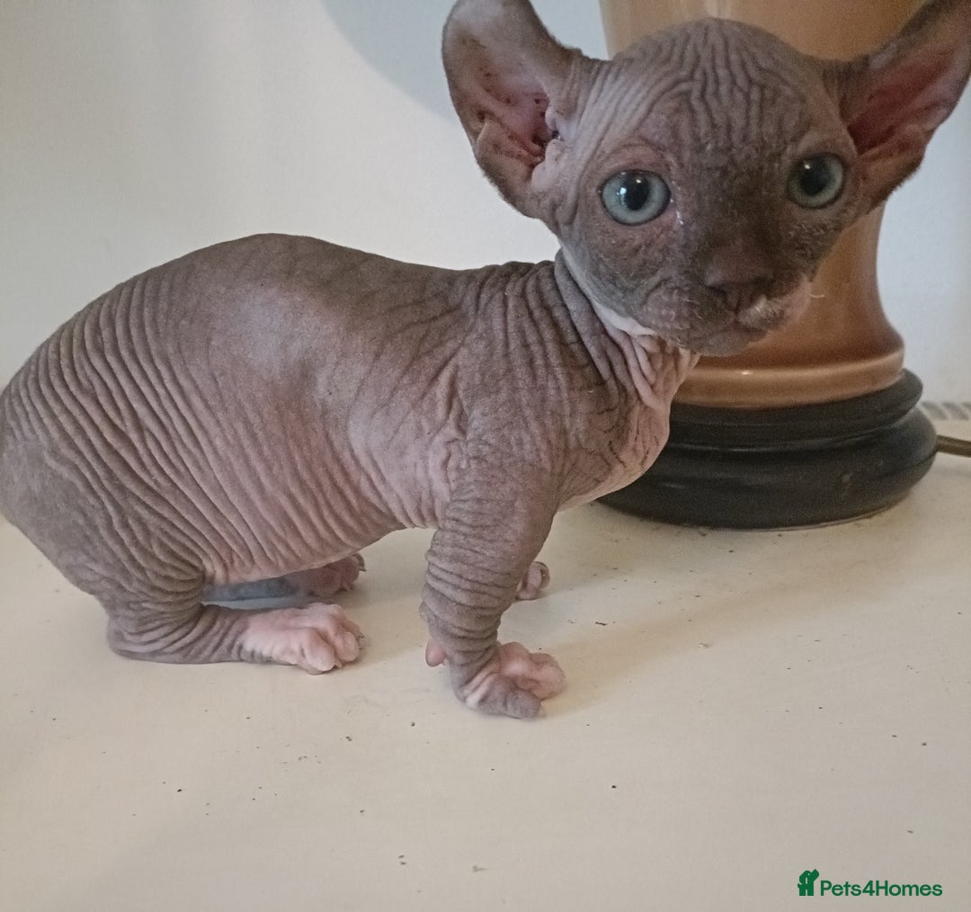 Dwelf cats for sale: STUNNING DWELF - Image 6