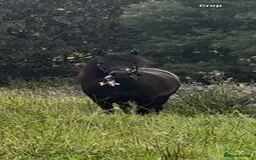 Dartmoor horses for sale: Peekhills Ava - Image 2