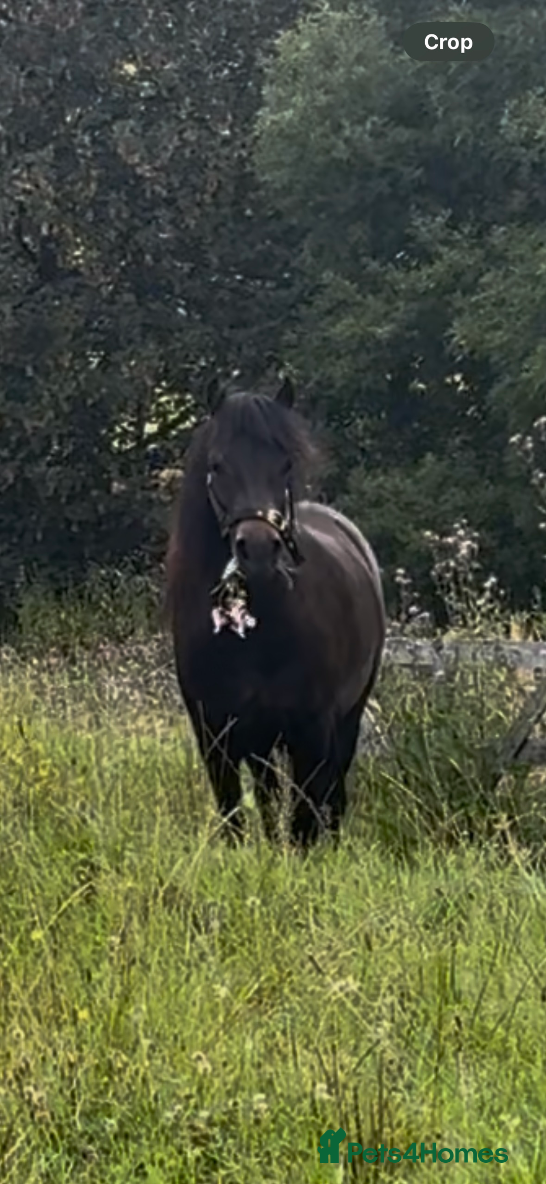Dartmoor horses for sale: Peekhills Ava - Image 2