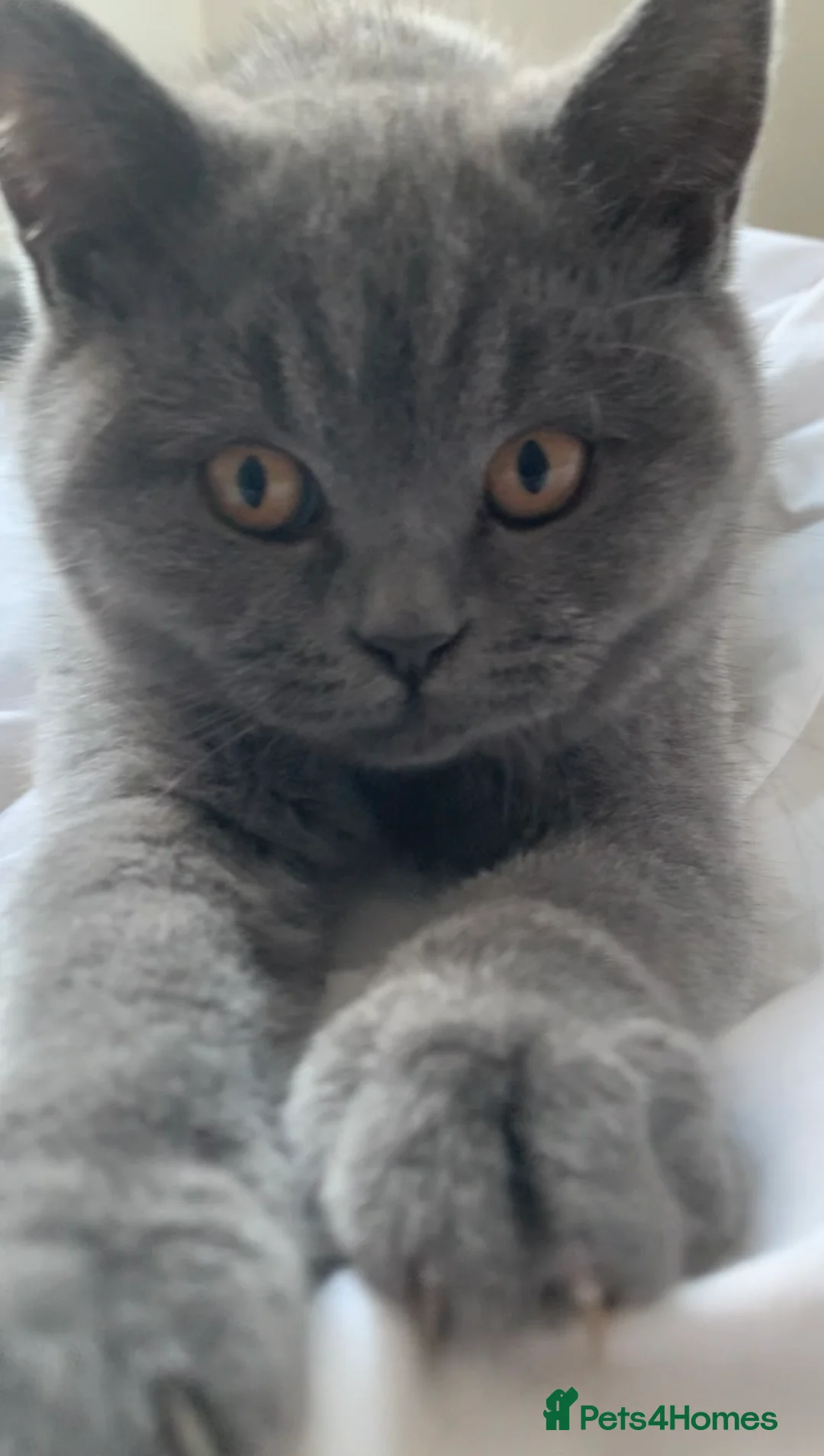 British Shorthair cats for sale: British Shorthair Blue Kittens 💛 Raised with Love - Advert 12