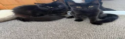 Mixed Breed cats for sale: Cats for sale  - Advert 1
