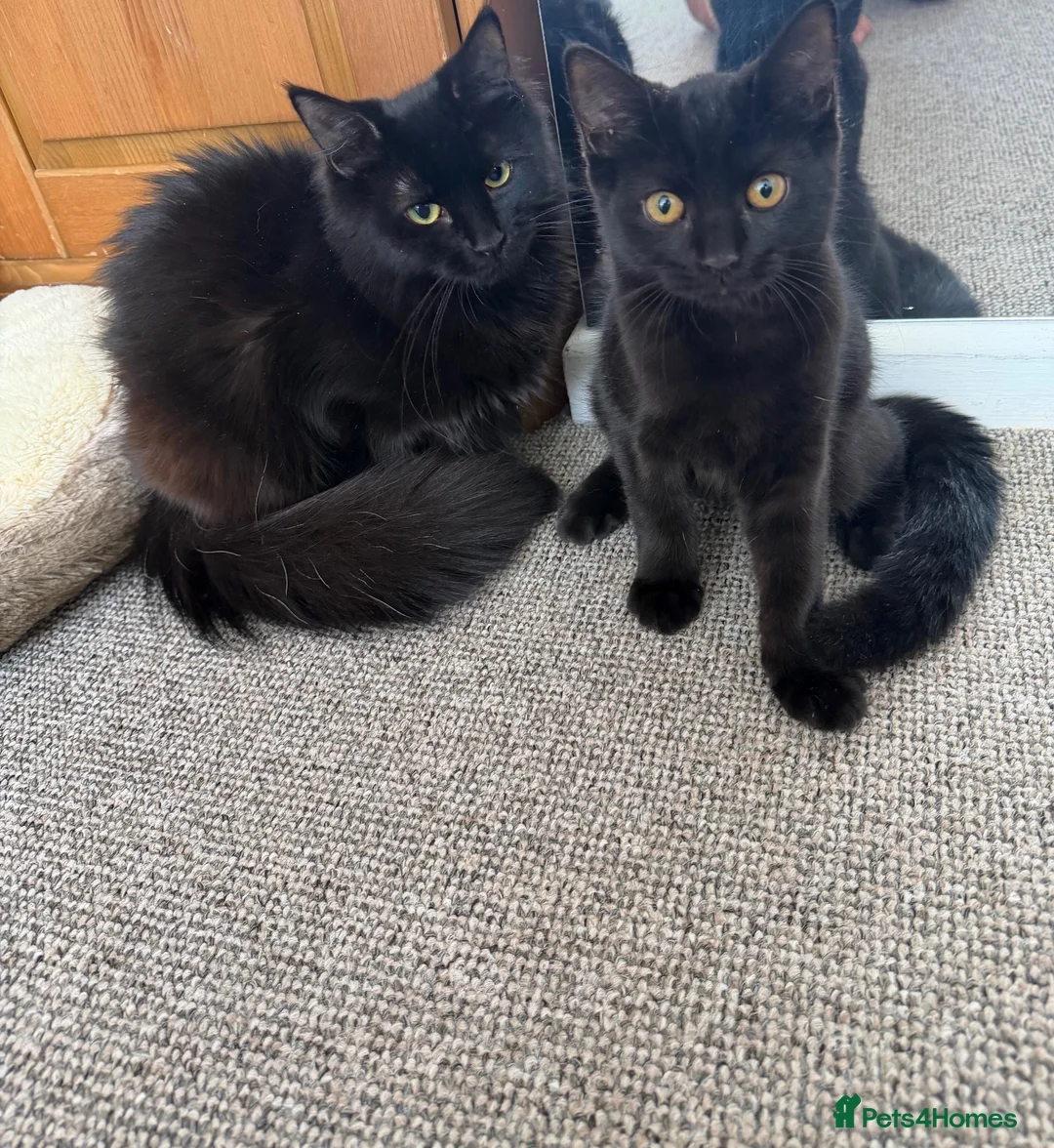Mixed Breed cats for sale: Cats for sale  - Advert 1