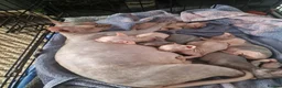 Sphynx cats for sale: Sphynx Kittens Looking for Loving Homes  in Canvey Island - Advert 1