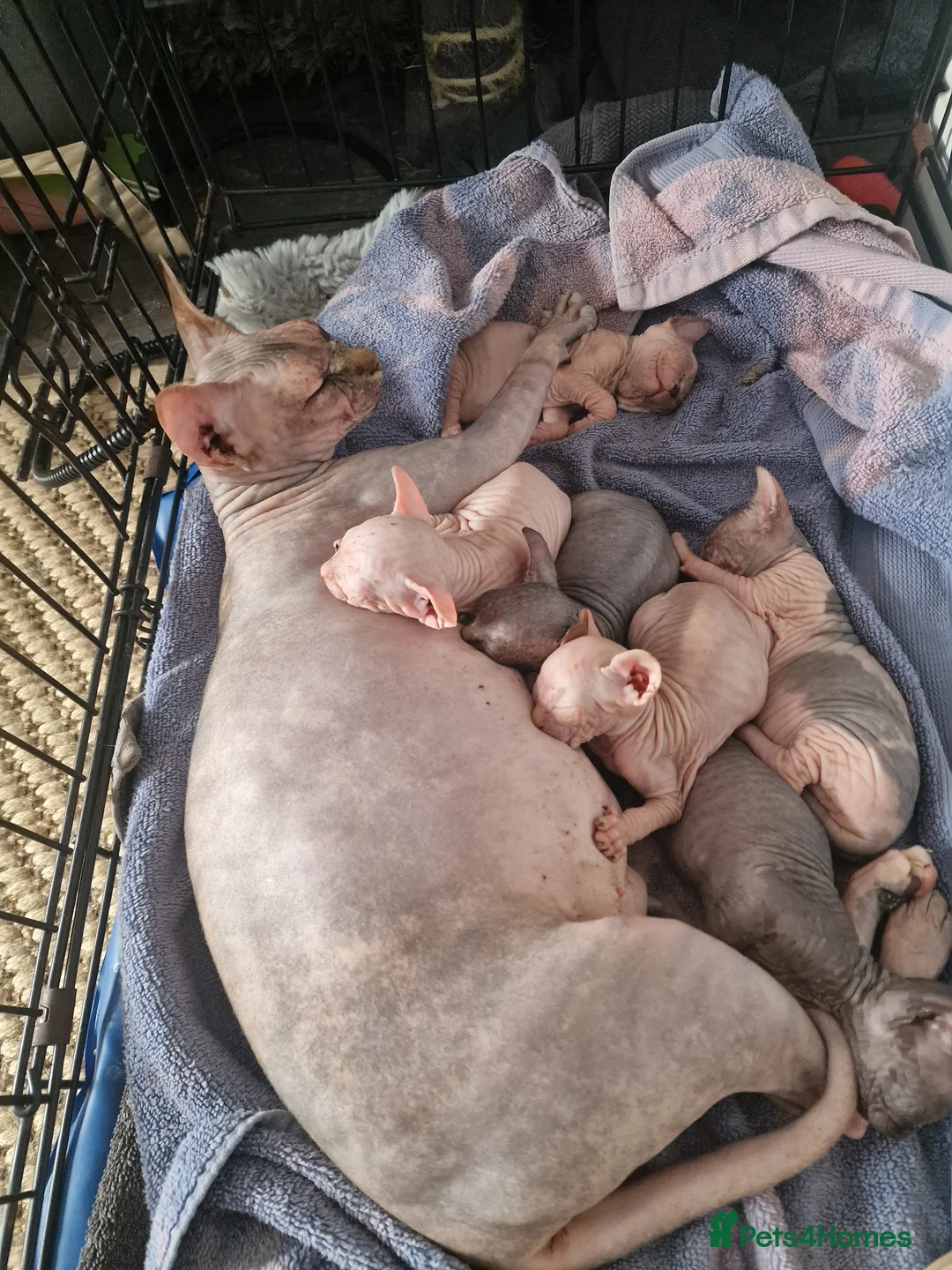 Sphynx cats for sale: Sphynx Kittens Looking for Loving Homes  in Canvey Island - Advert 1