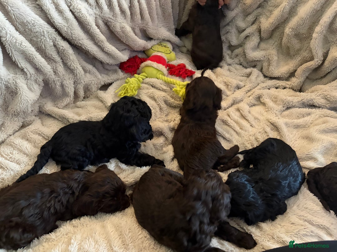 Cockapoo dogs for sale: Beautiful litter of Cockapoo puppies F1 - Advert 25