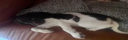 English Springer Spaniel dogs for sale: 2 beautiful liver and white girls  - Advert 7