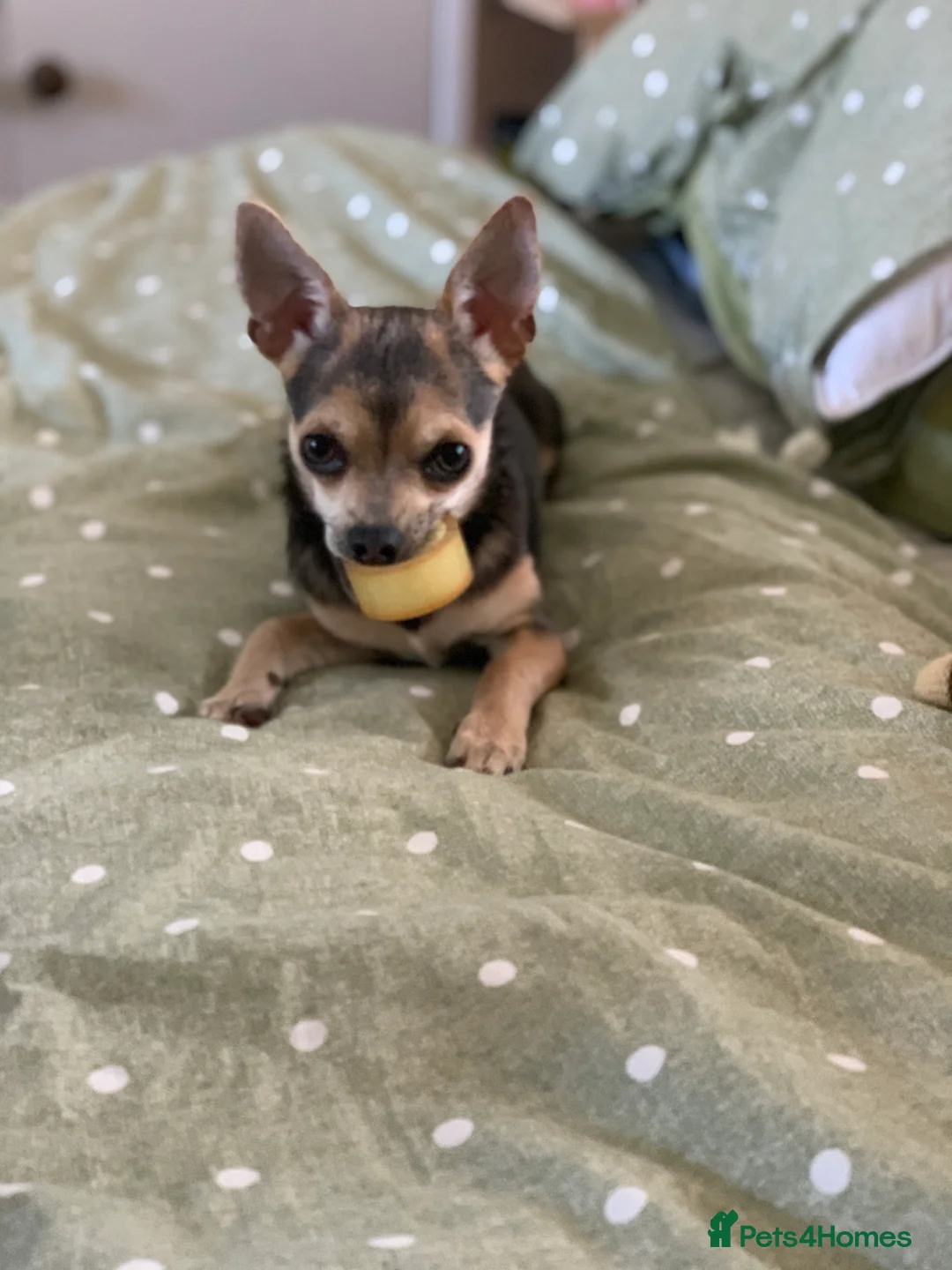 Chihuahua dogs for stud: Kenobi  - Advert 16