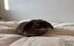 Mini Lop rabbits for sale: 🍫 Beautiful chocolate otter mini lop 👀 🏡  - Image 3