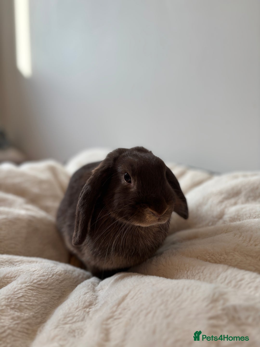 Mini Lop rabbits for sale: 🍫 Beautiful chocolate otter mini lop 👀 🏡  - Image 3