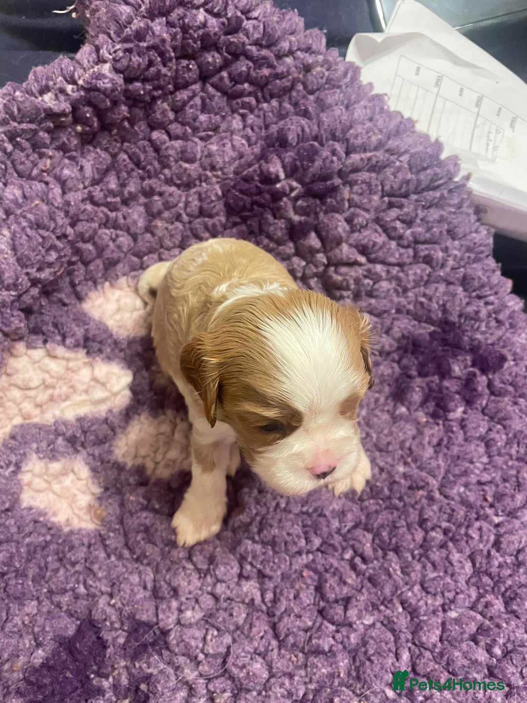 Cavalier King Charles Spaniel dogs for sale: Specialist Health Tested Cavalier King Charles  - Advert 31