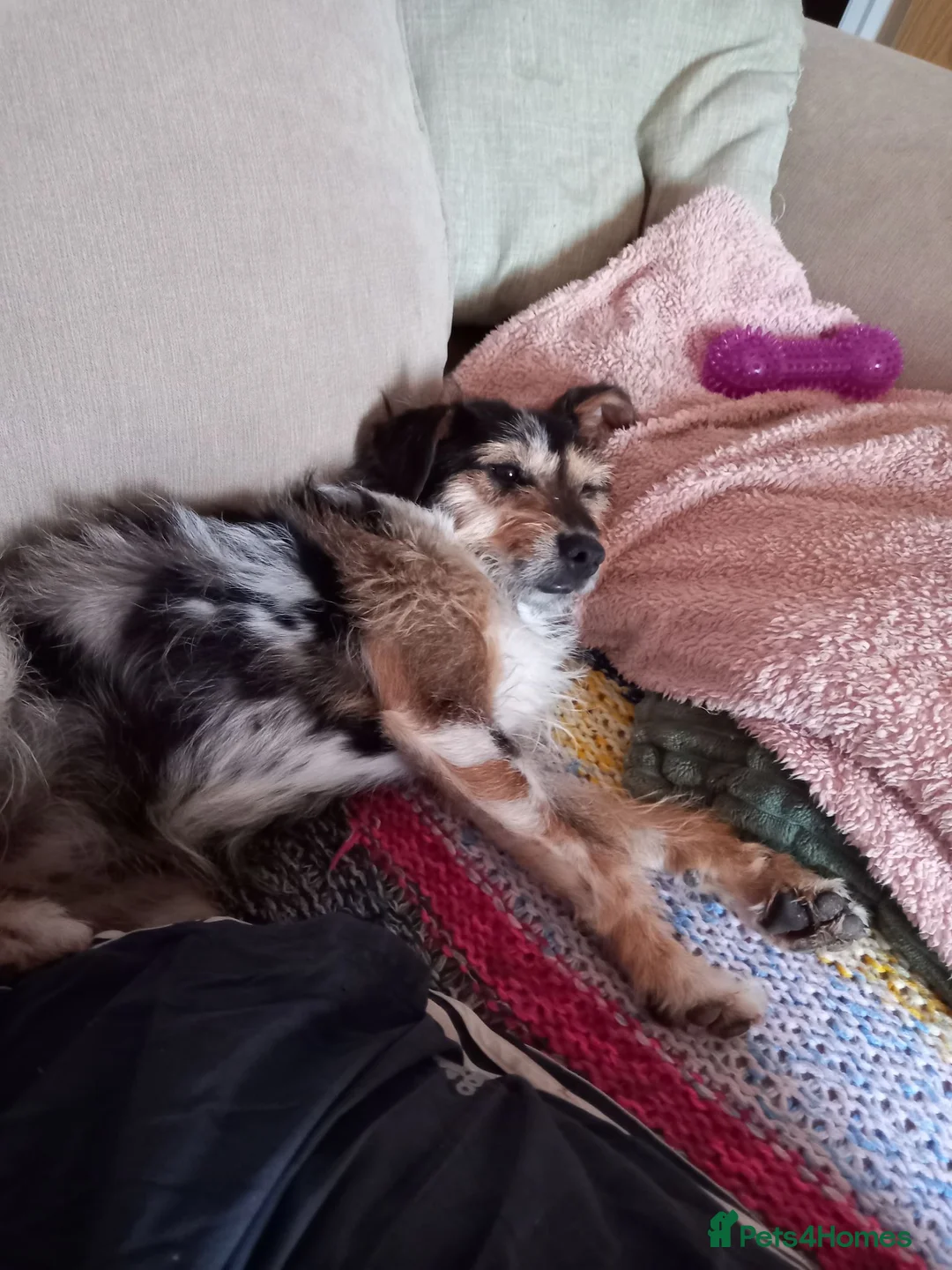 Jack Russell dogs for sale: Sweet Cindy looking for a new home in Hereford - Advert 1