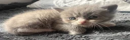 British Shorthair cats for sale: Stunning BSH x ragdoll kittens - Advert 8