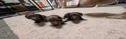 Doxiepoo dogs for sale: Miniature doxipoos  - Advert 2