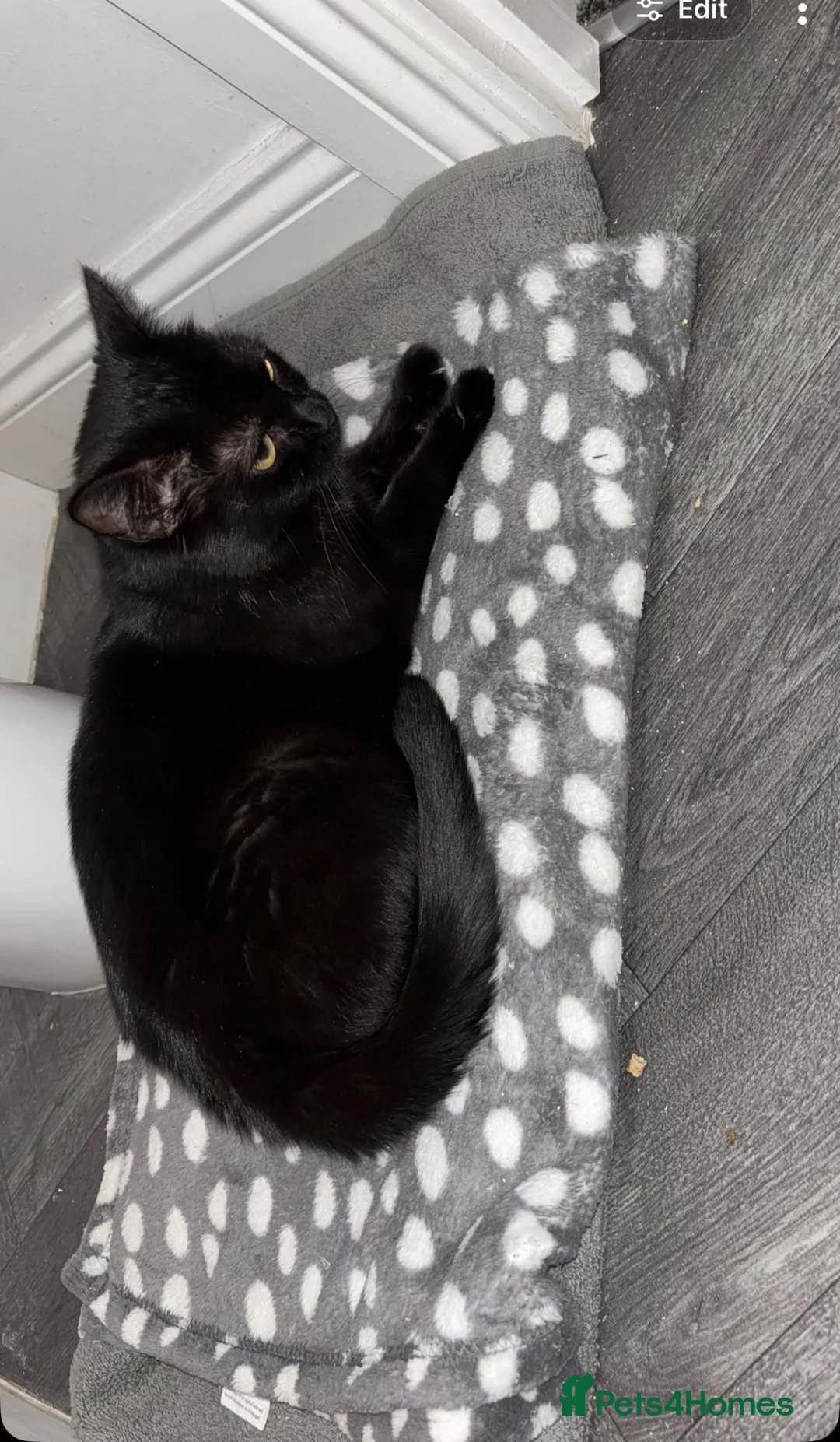 Mixed Breed cats for sale: 4 kittens 🏡 - Advert 18