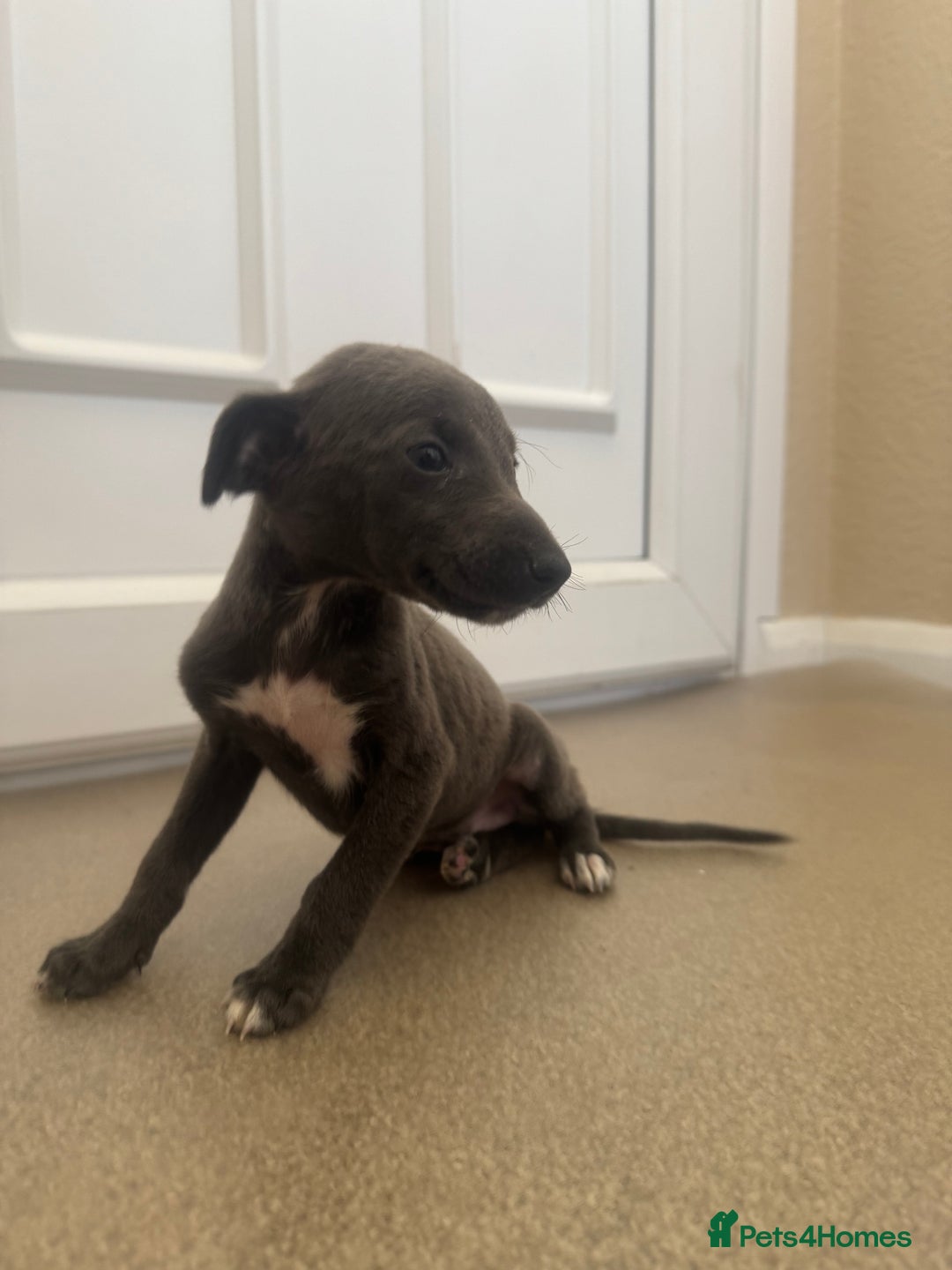 Mixed Breed dogs for sale: Stunning wiggy puppies  - Image 5