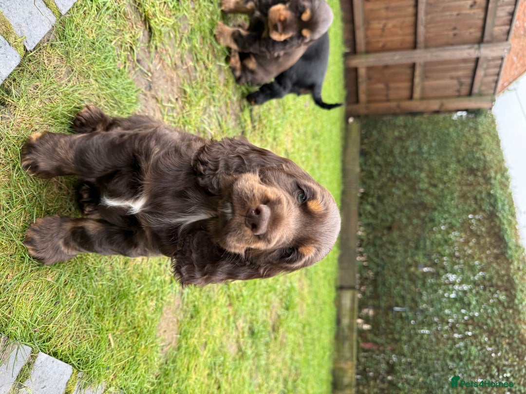 Cocker Spaniel dogs for sale: KC Reg Show Type Cocker Spaniel Puppies - Advert 9