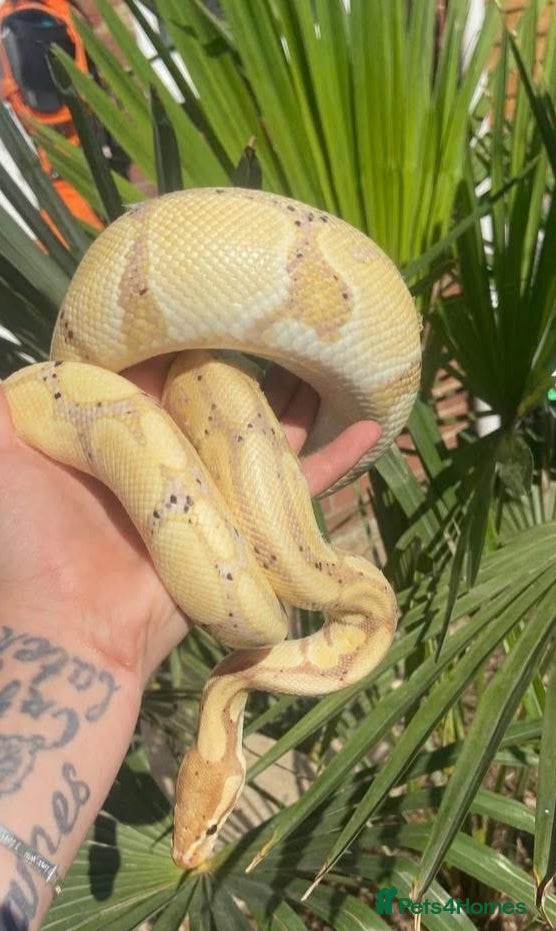 Python Snake reptiles Gorgeous banana morph royal python - Advert 1