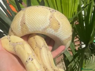 Python Snake reptiles Gorgeous banana morph royal python - Advert 3