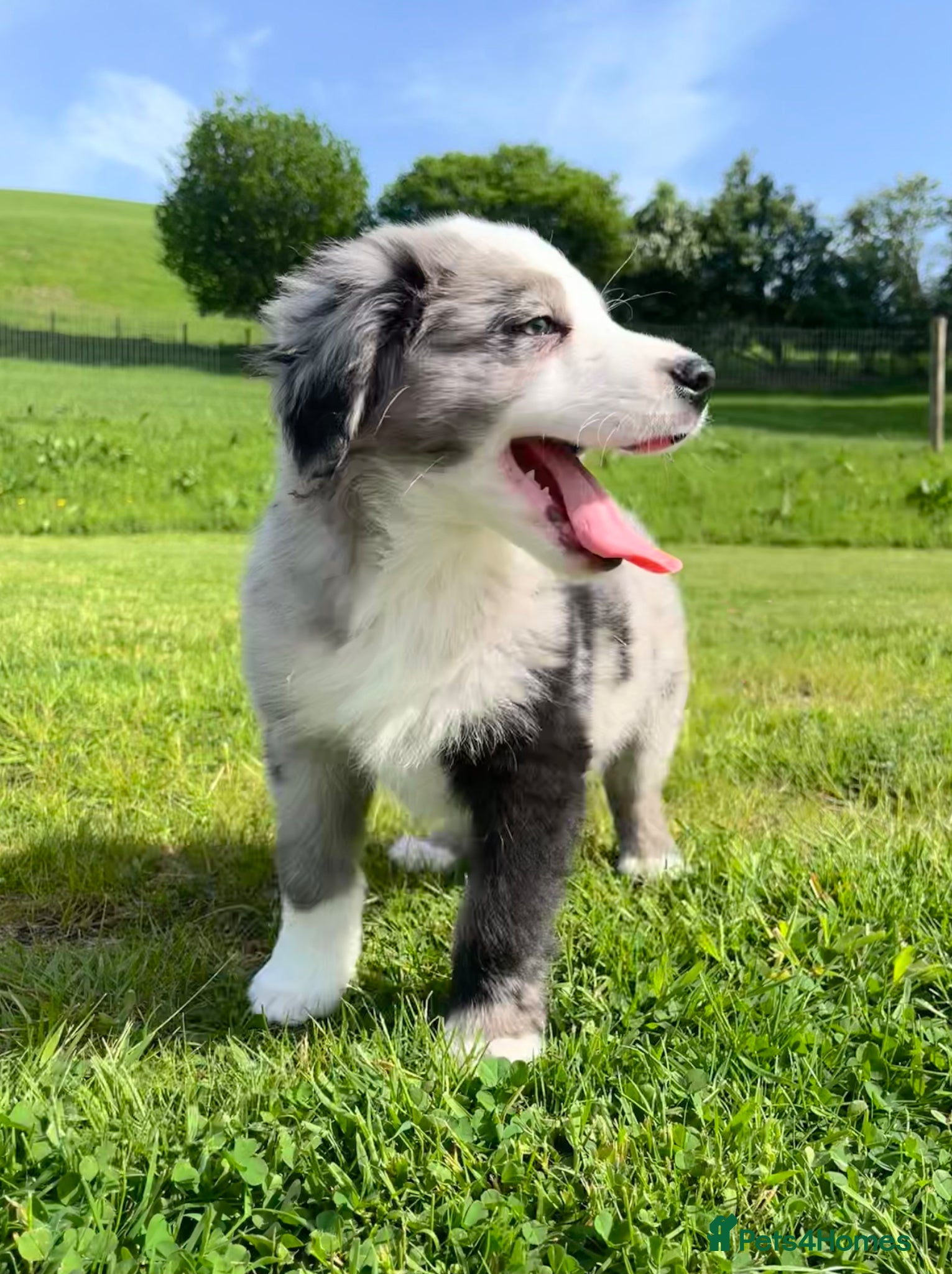 Bernese Mountain Dog dogs Beautiful Bordernese Puppies - Advert 5
