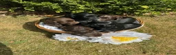 Cocker Spaniel dogs for sale: Excellent Litter of KC reg Working Cocker Spaniels in Doncaster - Advert 2