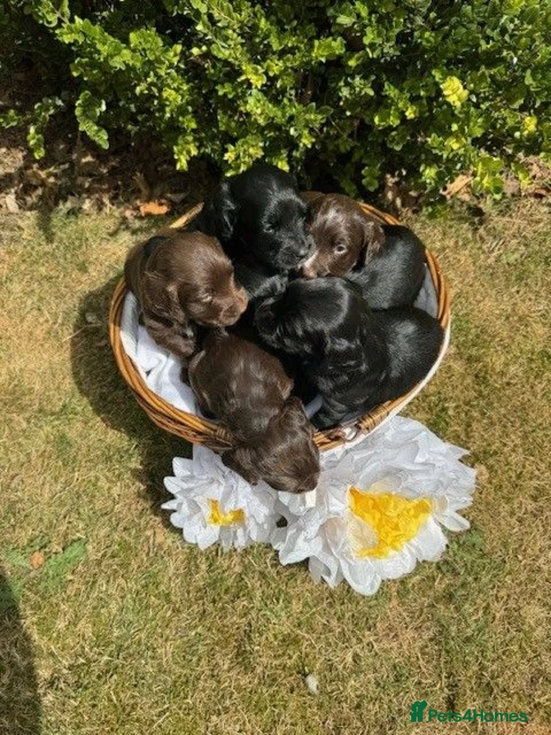 Cocker Spaniel dogs for sale: Excellent Litter of KC reg Working Cocker Spaniels in Doncaster - Advert 2