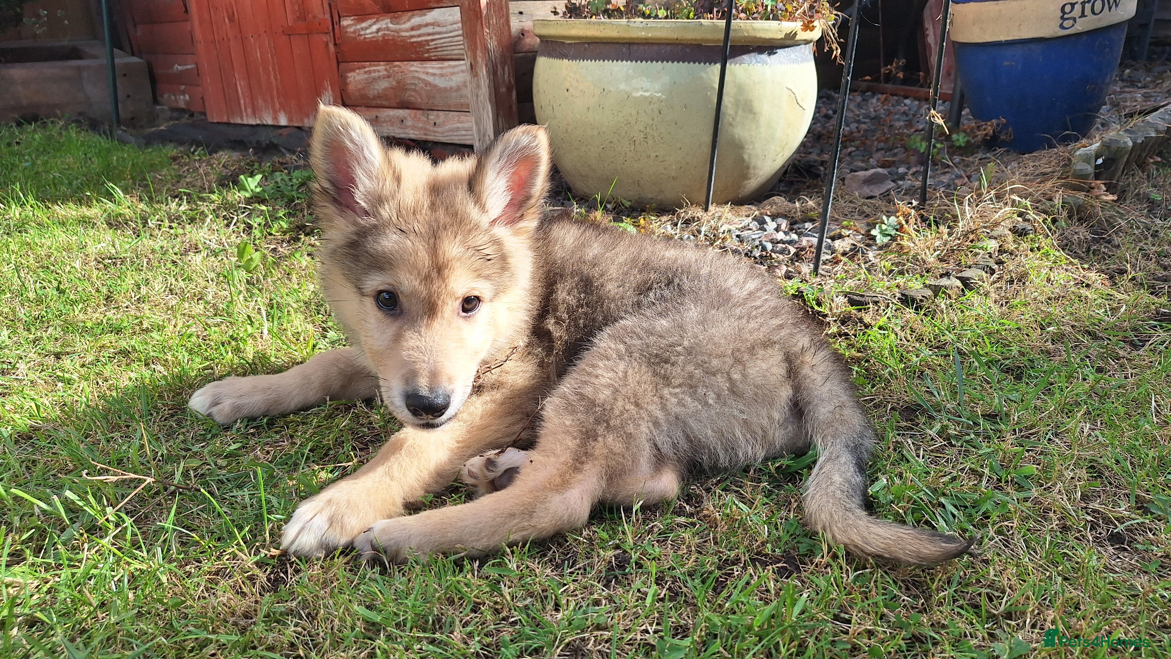 Mixed Breed dogs Shollie Pups - Advert 2