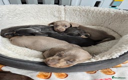 Dachshund dogs for sale: Short and long hair miniature dashund  - Image 27
